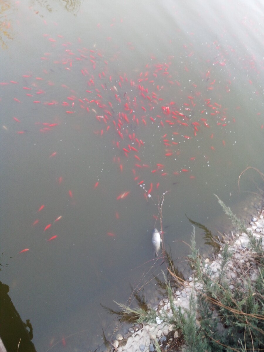 扬州有金鱼养殖场