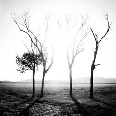 four trees