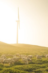 sheep