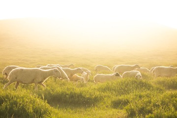 sheep-2