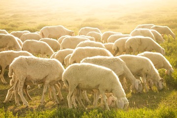 sheep-4