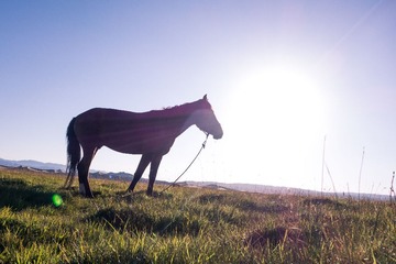 lonely horse