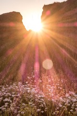 flower in morning