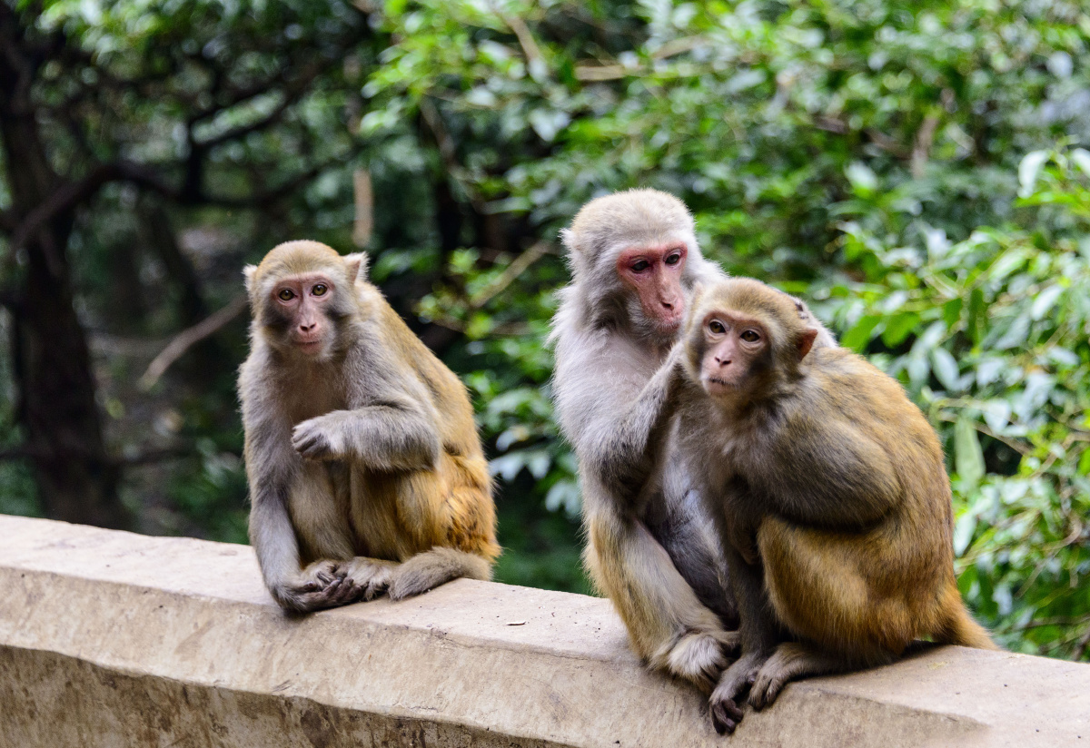 贵阳黔灵山的猴子