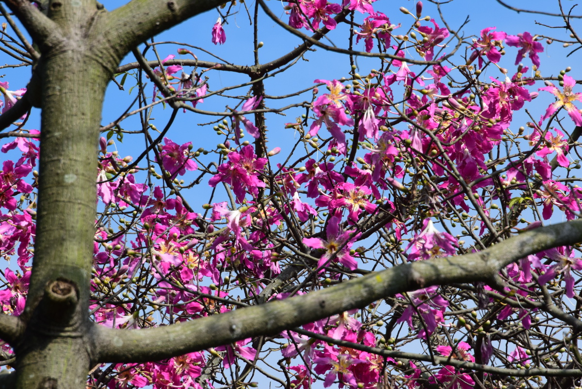 木棉花,酩酊树