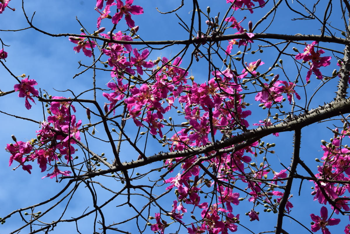 木棉花,酩酊树