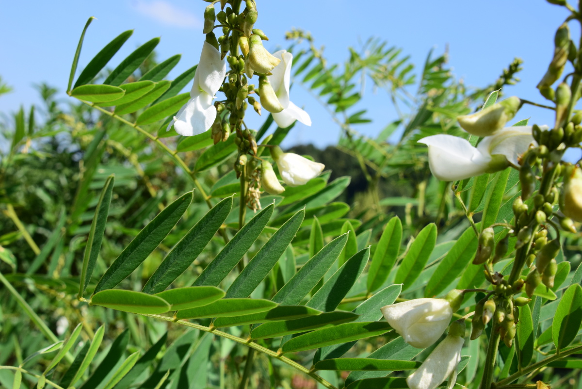 白灰毛豆短萼灰叶