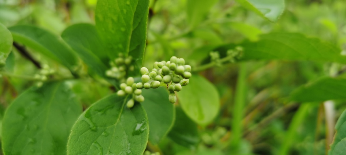 白檀木别名乌子树