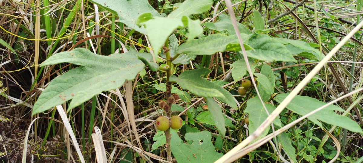 黄毛榕无花果五指牛奶果