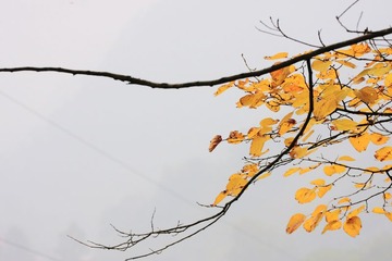 DPP_0003