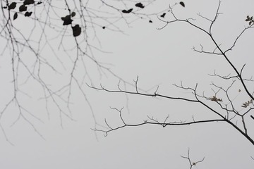 DPP_0005