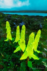湖边的花