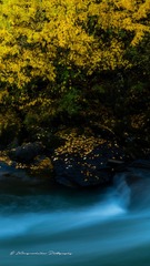 流水落叶