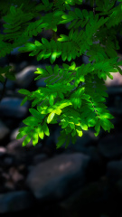 光影斑驳,绿意盎然。手机壁纸。