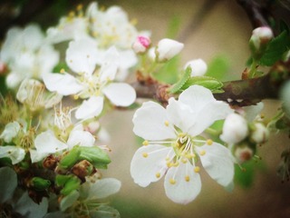 IMGP1333_