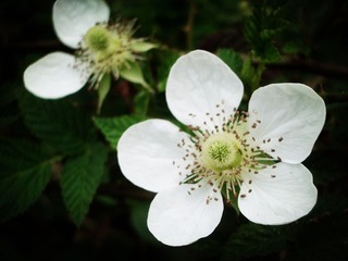 IMGP1436_