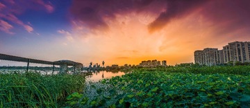 七星湖夕阳荷塘全景