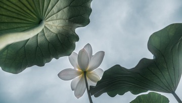 荷花低角度16 9