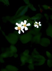 3F7C550D-C749-4C4D-ABD2-22266371F152/L0/001
