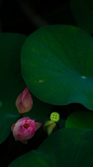 C86D7CE0-BBBF-451D-81E8-4BC23A0DF8F6/L0/001