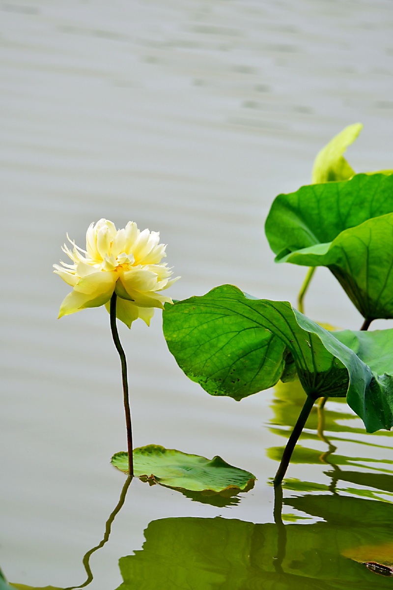 莲花花植物夏季#水生植物1/126雅阁6232021年6月28日794关注荷花山东