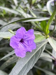 A38B14B9-84AD-4EF9-AE1D-932E3B36BC92/L0/001