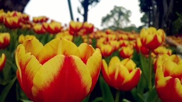WP_20140203_13_36_41_Pro_