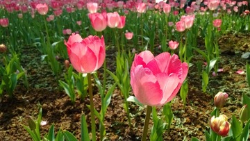 WP_20140203_13_40_29_Pro_