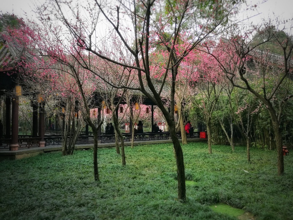 杜甫草堂的春天在2月就已经来了