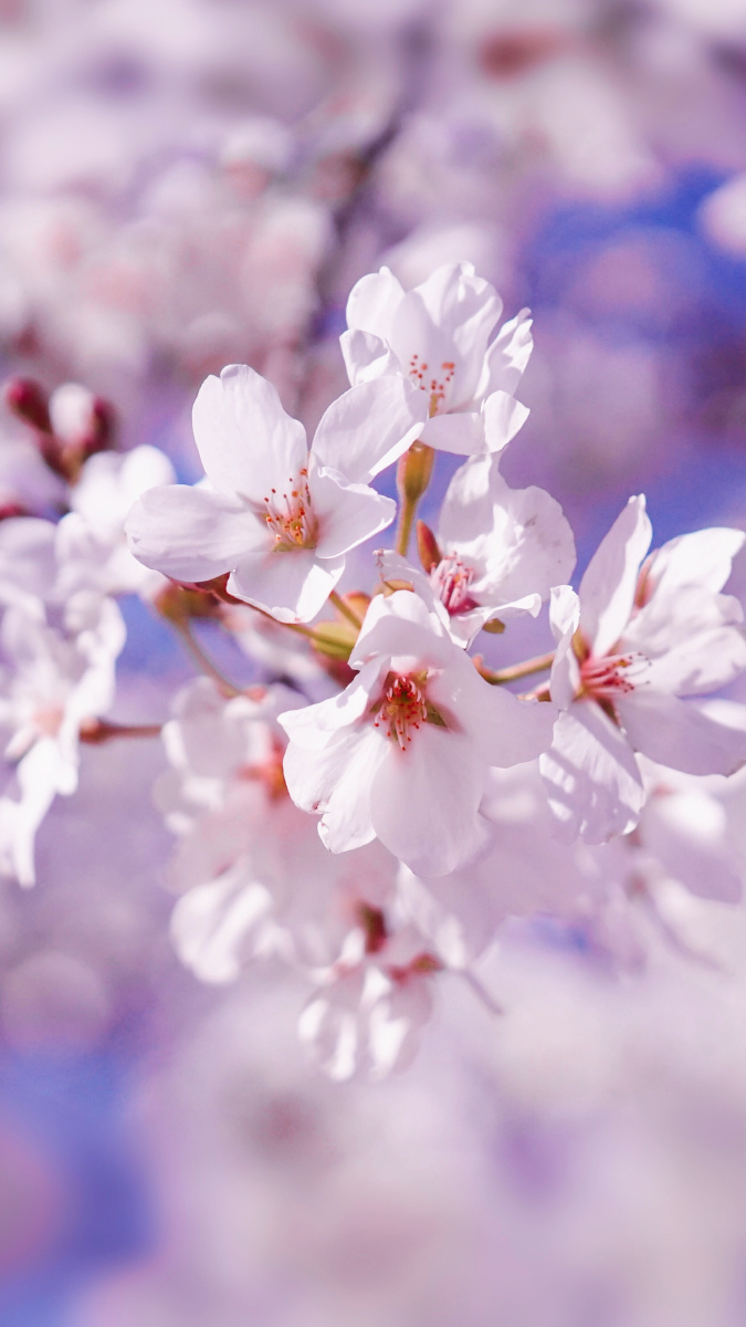 675_1200竖版 竖屏