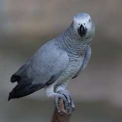 12532