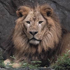 13515