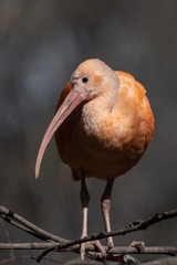 6018