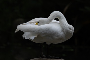 13871