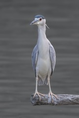 15994