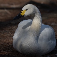 6020