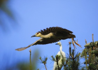 IMG_3747A__