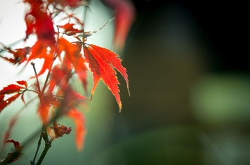 IMGP9816-1