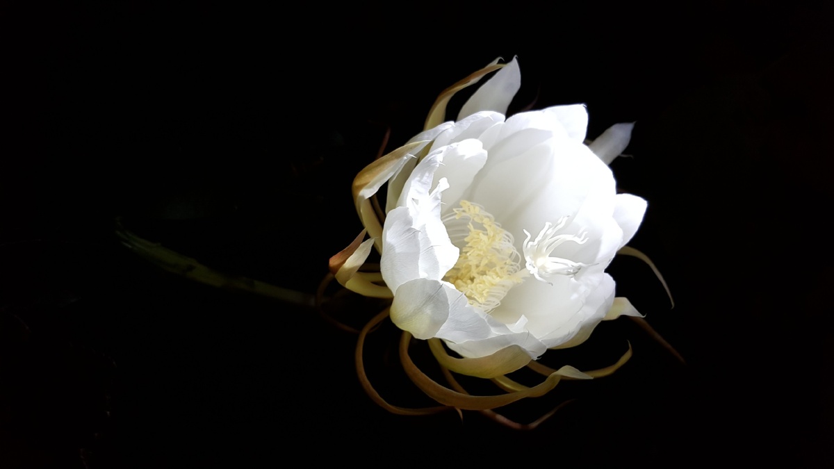 唯美昙花娇媚诱人