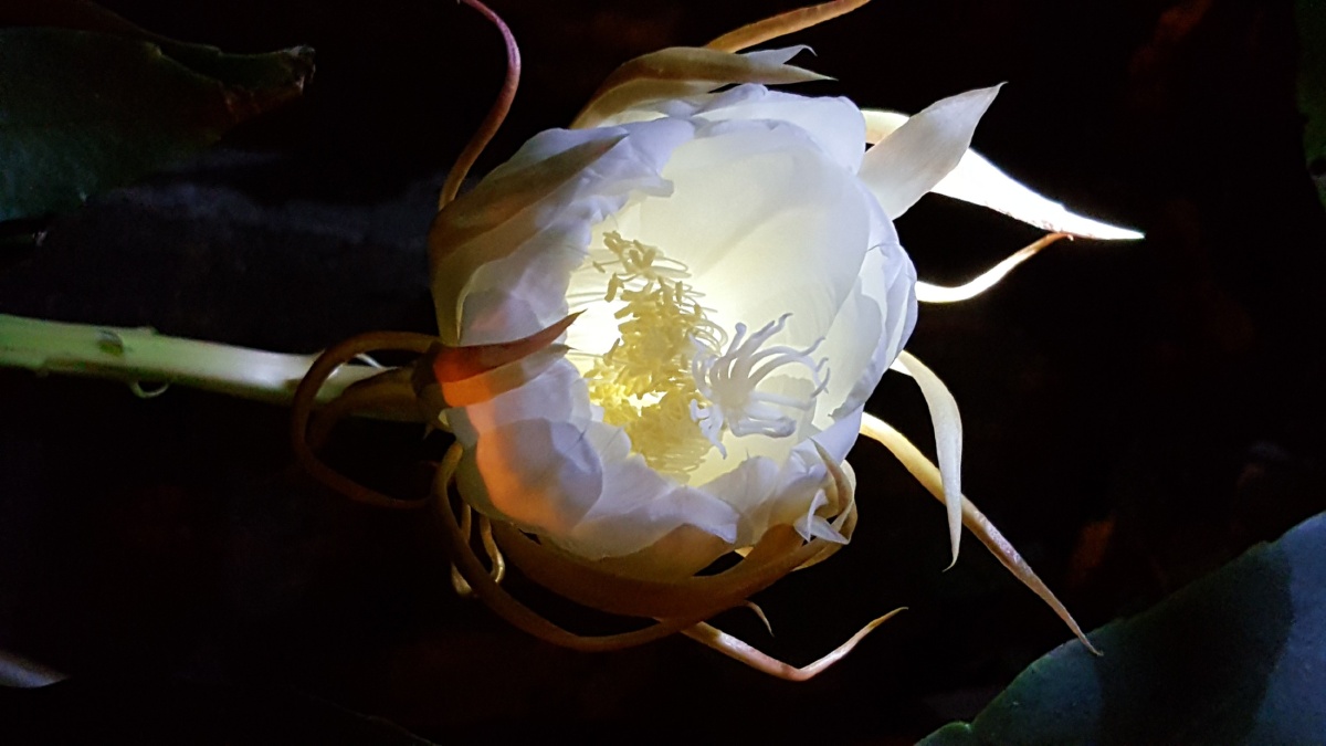 唯美昙花娇媚诱人