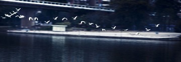 鸟