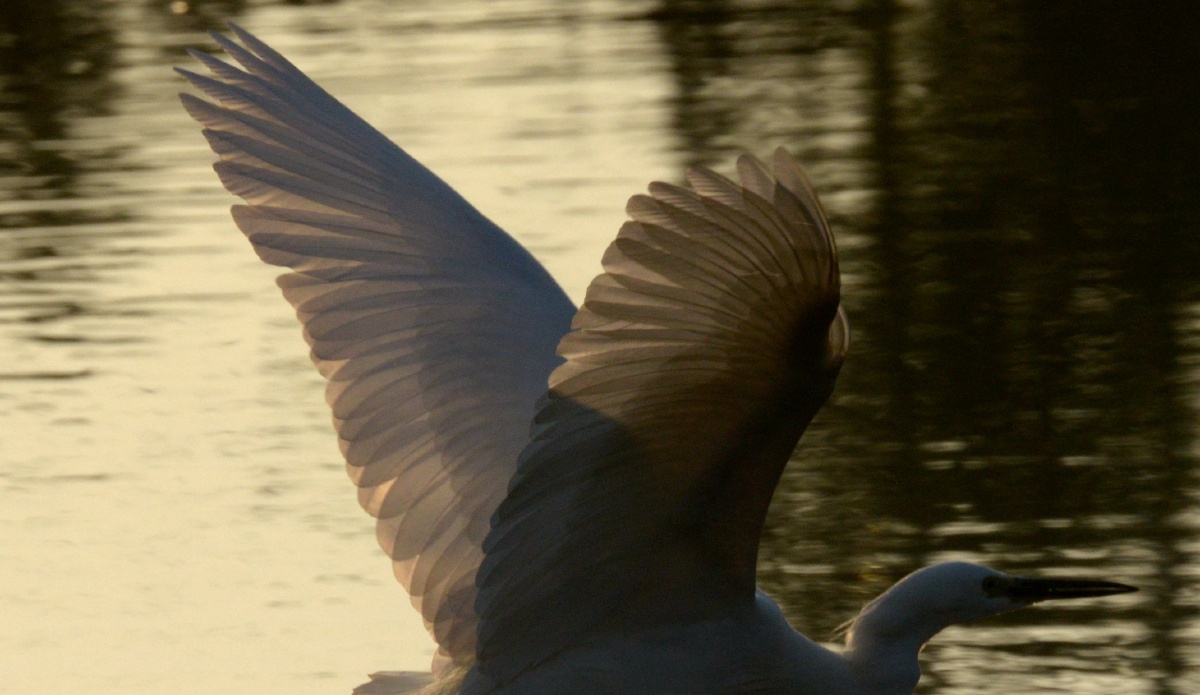 竹蜻蜓542 - 图虫