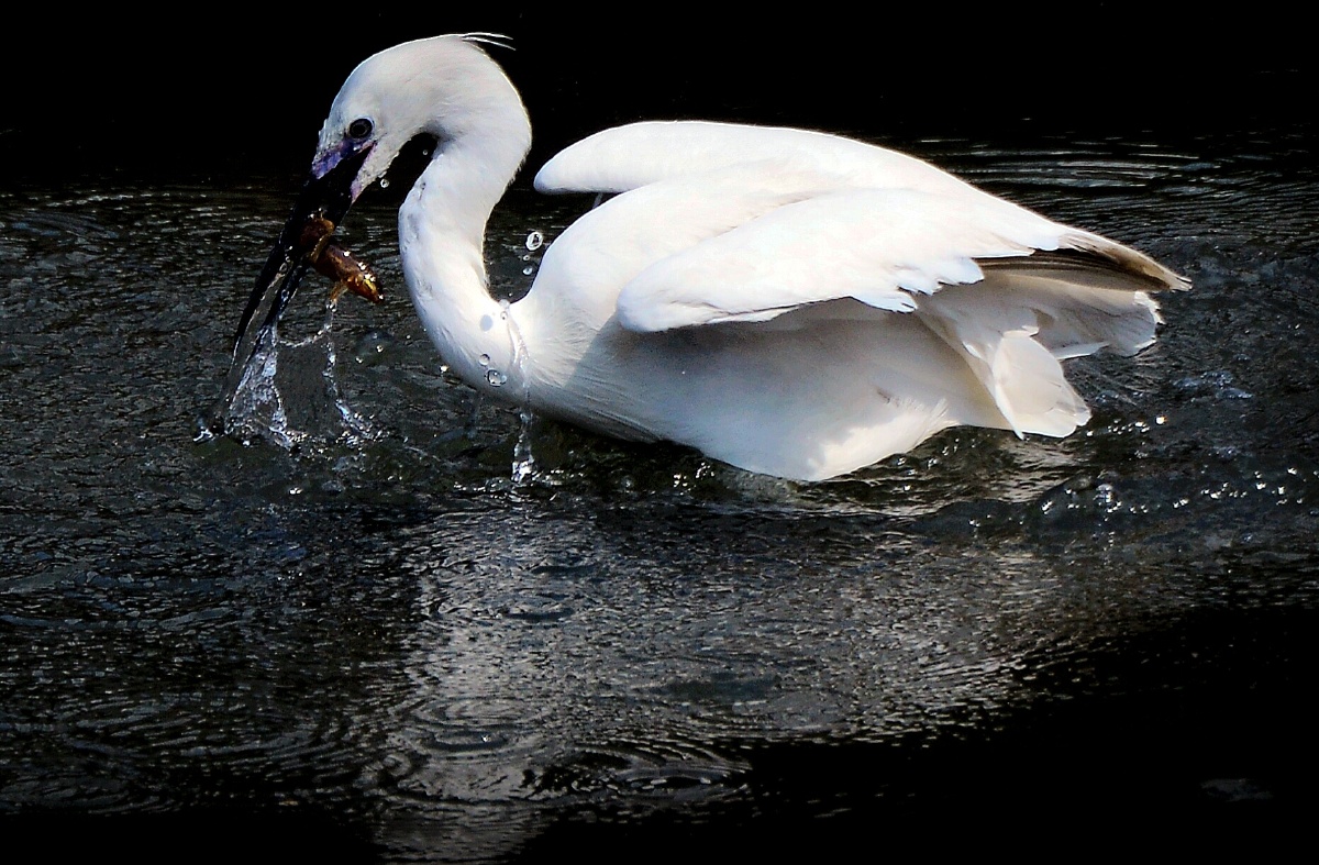 竹蜻蜓542 - 图虫