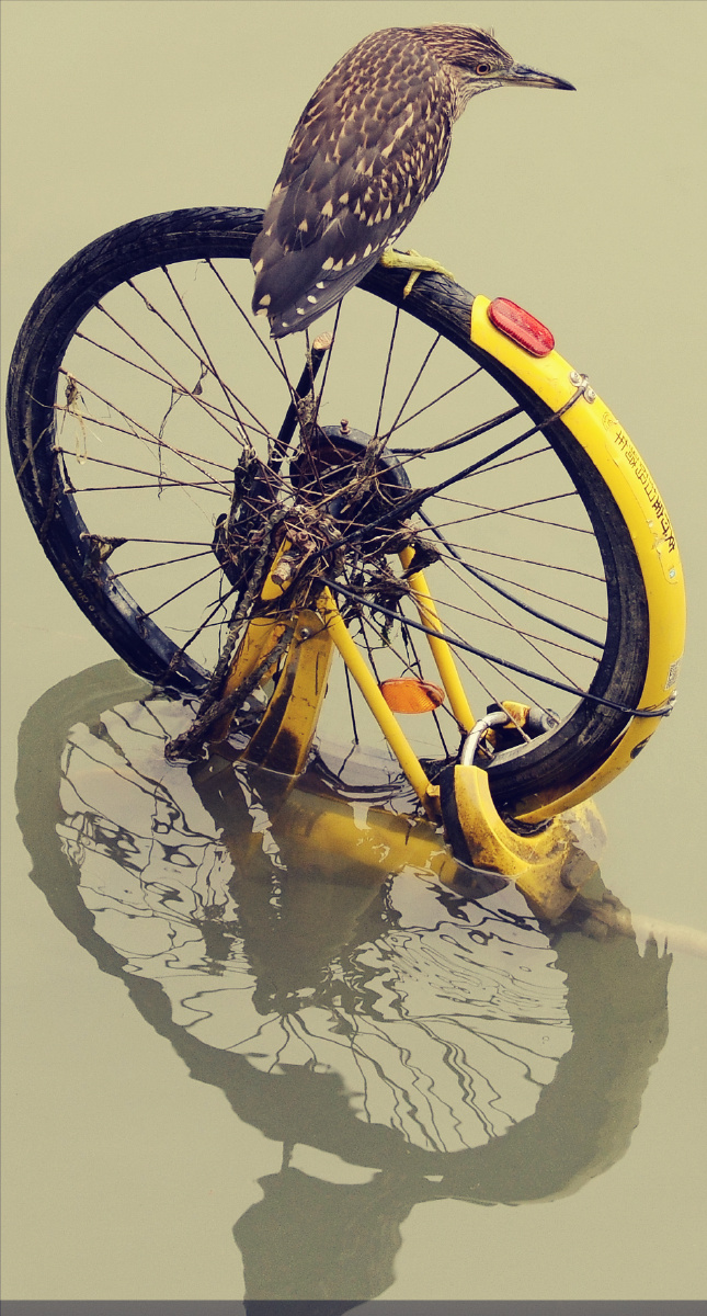 竹蜻蜓542 - 图虫