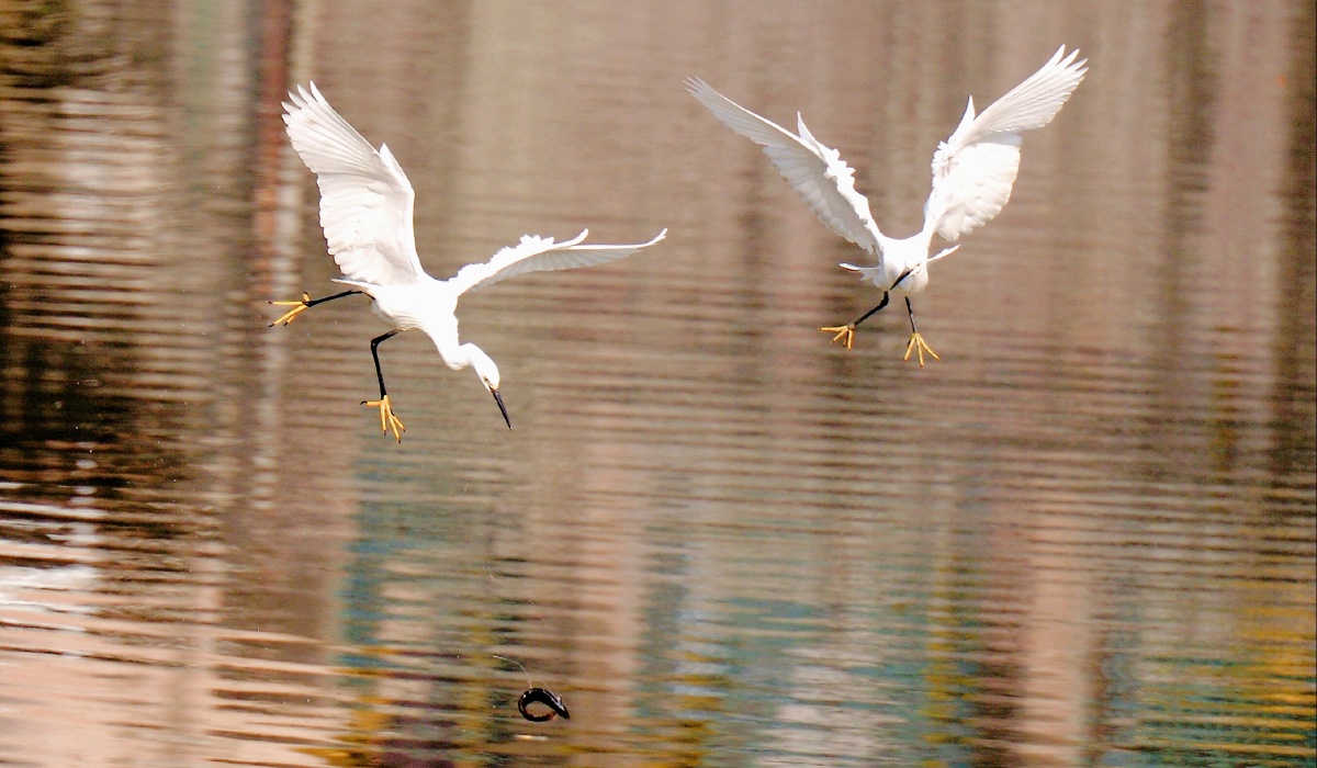 竹蜻蜓542 - 图虫