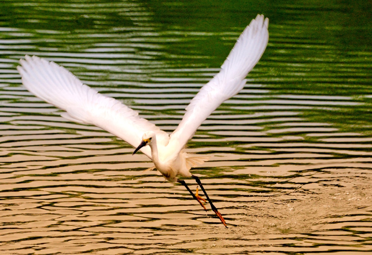 竹蜻蜓542 - 图虫