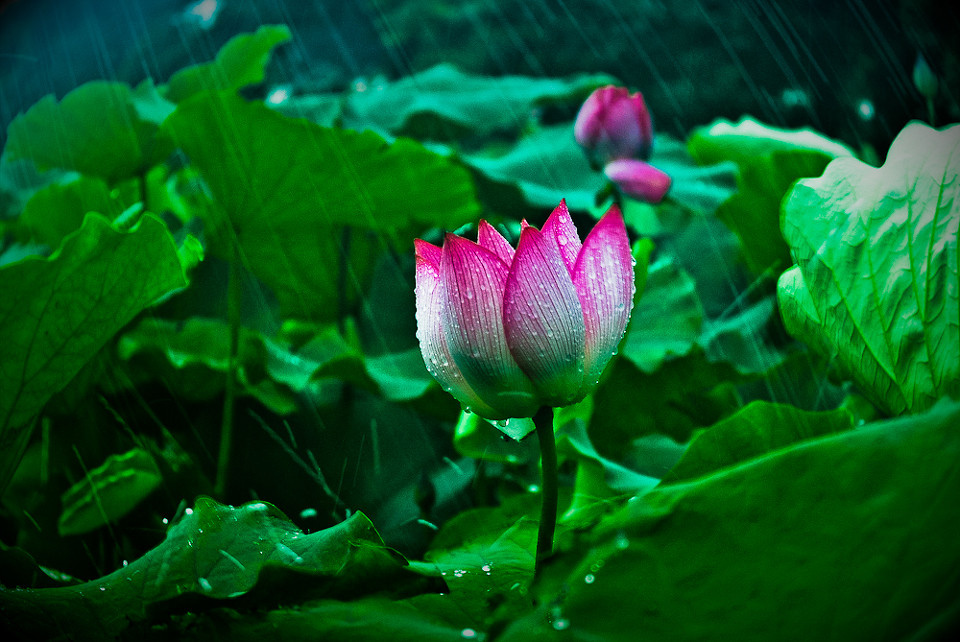 《雨荷》