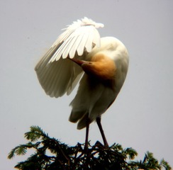 IMG_1741_1