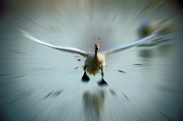 56572
