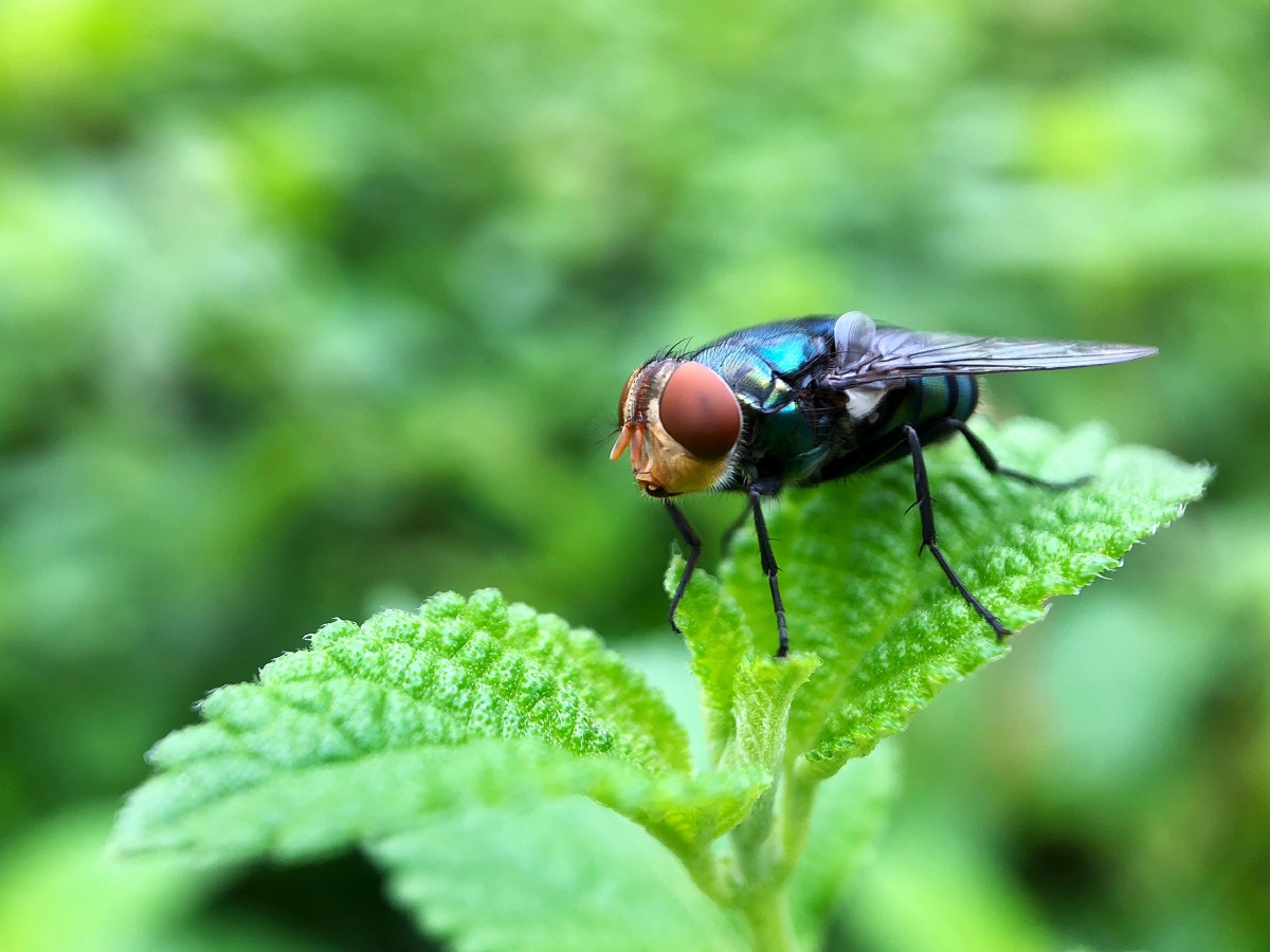 跷着嘴巴的苍蝇